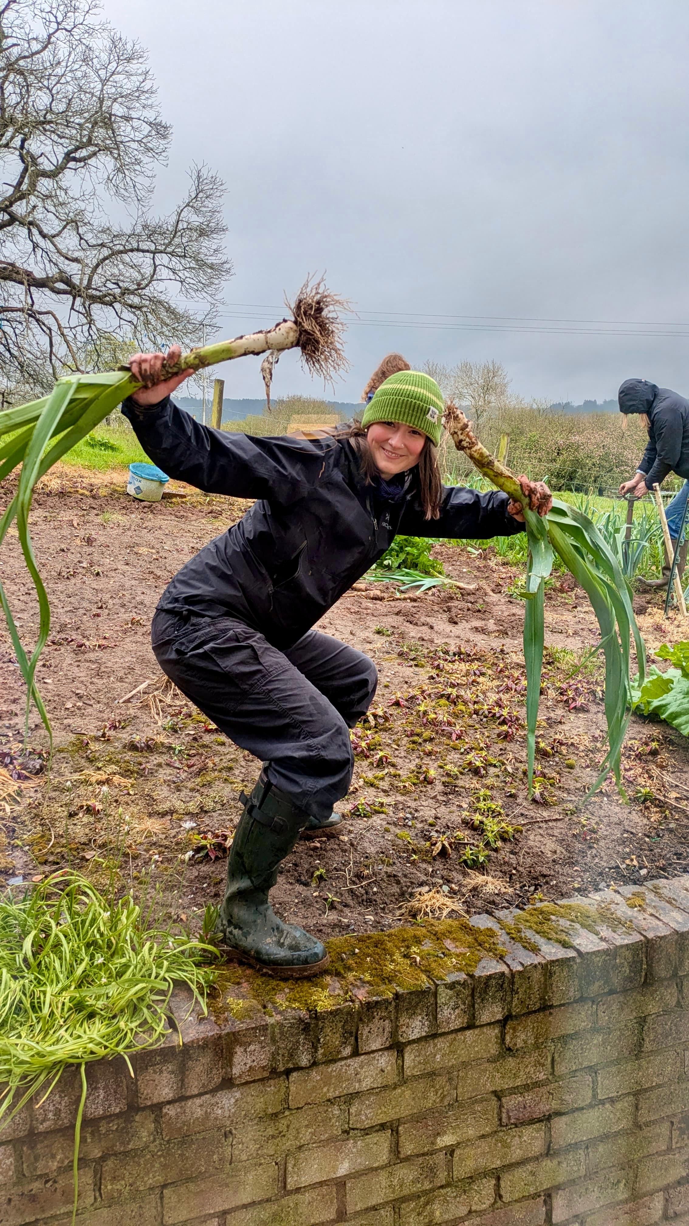 Harvesting leeks